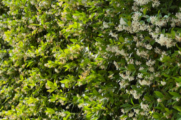 IMG_3110-crop